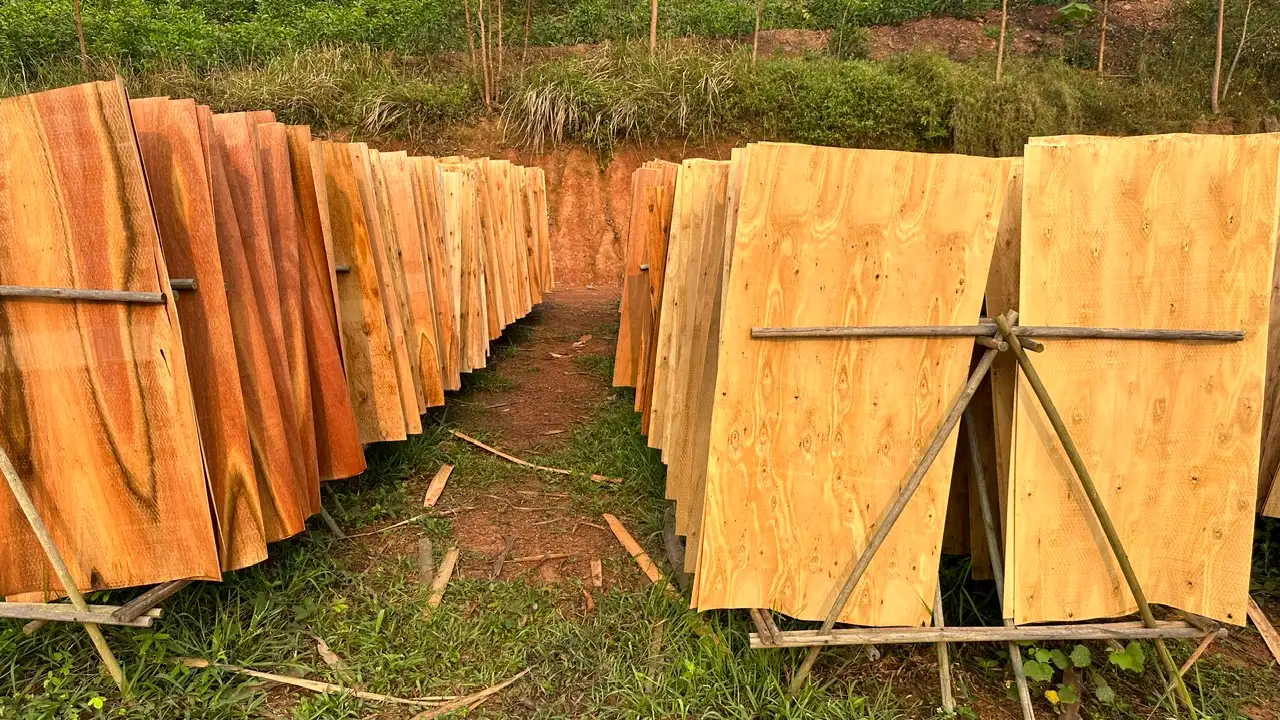 core-veneer-vietnam.webp Strict moisture control and sun drying process for acacia core veneer at Humenex Wood