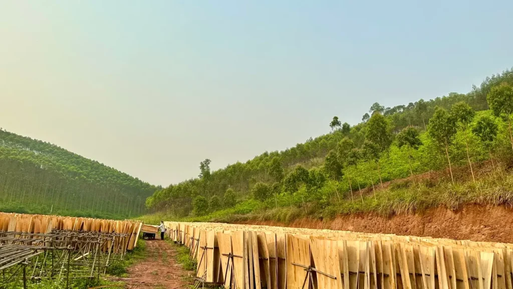 Eucalyptus core veneer sun drying yard at Humenex Wood Vietnam